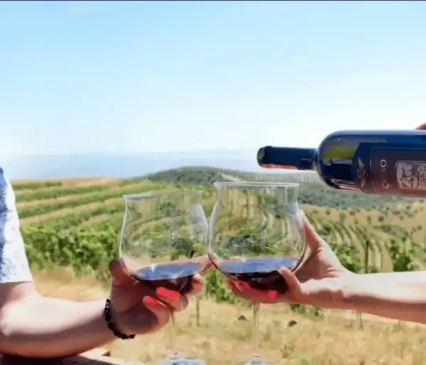 Winery tour